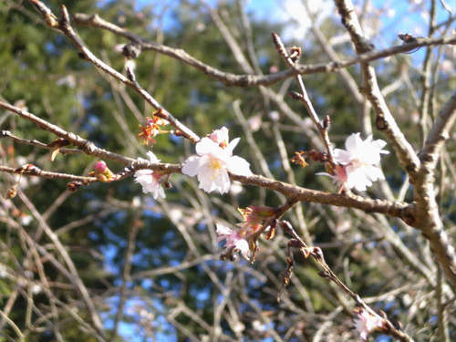 愛宕山の桜.jpg